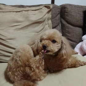 【めでたく8歳になったよ】の画像