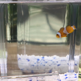 お助けマンの母☆の画像