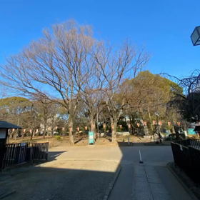 Shima散歩Tokyo湯島駅〜東京大学〜上野公園一周散歩ver.6の画像