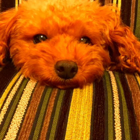 癒しの子の画像