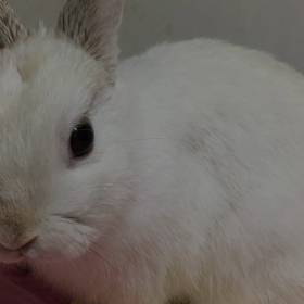 ランちゃん写真の画像