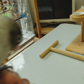 ミント2歳になりましたの画像