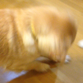 あばれるさん。の画像