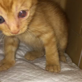 マロン君も元気いっぱいの画像