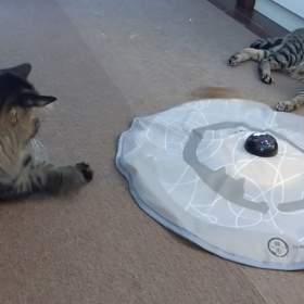 運動にはならない...の画像