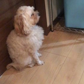 リルと人形との戦い③決着〜movie〜の画像