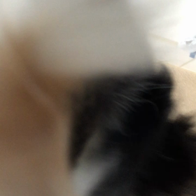 邪魔するワンの画像