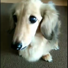 ルナの鼻ぱっくんの画像