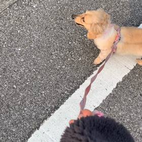 ドッグフードではありません。の画像