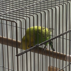 本日のインコさまの画像