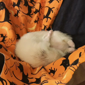 販売終了のメディカル60より超大型 多頭飼いフェレット ケージ 4階建て