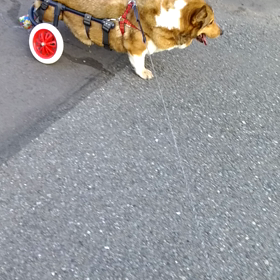 おじーちゃん犬、涼しい夕散歩の画像