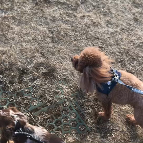 ♪お散歩動画♪代々木公園♪2/10の画像