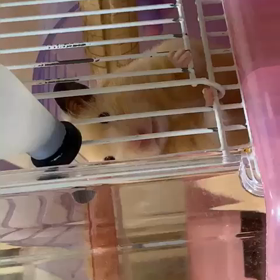 娘に注意されるハムスター ハムちゃん(＞人＜;)の画像