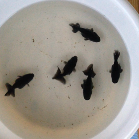 黒らんちゅうその後の画像