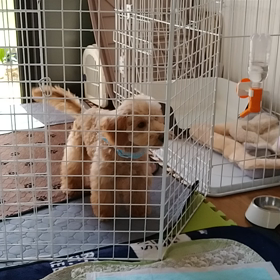 ジャンプがすごいの画像