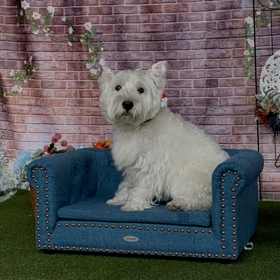 フランスペット撮影会の画像