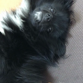 2018年12月1日  眠たいの画像