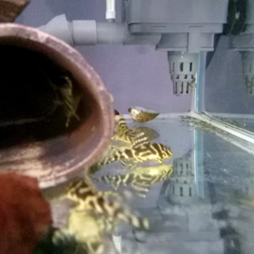 プレコ、6ヶ月後の画像