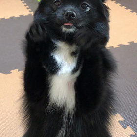 2018年12月21日  初カットの画像