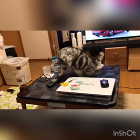 寝る前に水分補給ニャよ　☆追加動画あり☆の画像