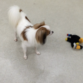 ♪プレイルーム動画♪の画像