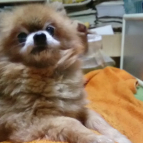 ｻﾌﾞﾛｳとﾅﾂｵの居る風景 その11の画像