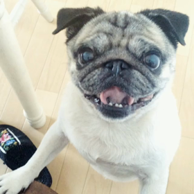 動画が投稿できるようになったって！の画像