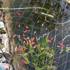 池の金魚の画像