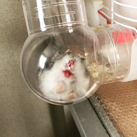 ねむいです( σω-)の画像