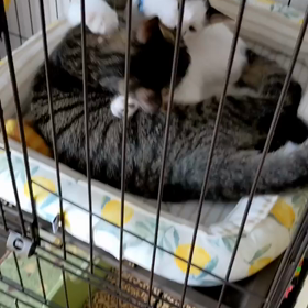 あたしも参加したいけどの画像