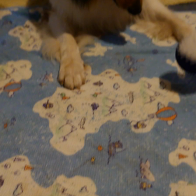 ラフコリー　キャッチ⚾の画像