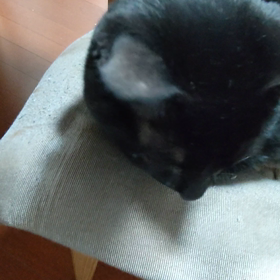 おちょくられてるのか…？の画像