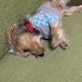 レゴのスリスリ。の画像