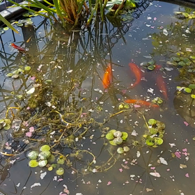 夢の混泳～‼️の画像