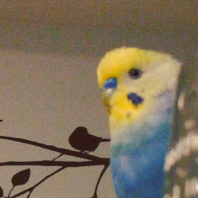 我が家の読み聞かせインコ。の画像