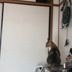 飛ばずにいられない。の画像