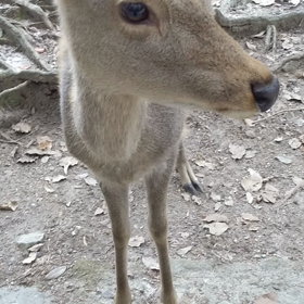 春日大社への画像
