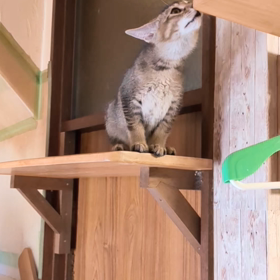 レオとルッキオの画像