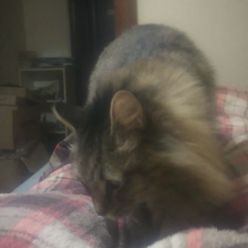 レンちゃんフミフミ。の画像