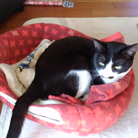 ハナちゃんの画像