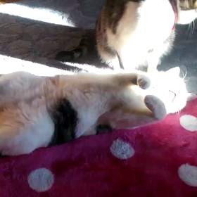 本日は〜٩(๑>∀<๑)و♡の画像