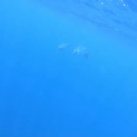 小笠原島の画像