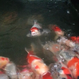 またしても、当歳の画像