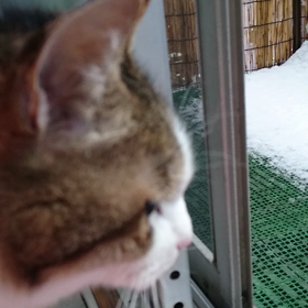 季節外れの雪と共にの画像