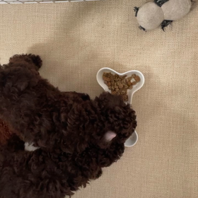 73日目　ブラウンの男の子　オーリノ、オルオルの画像