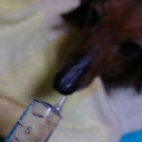 水飲み動画（シリンジ）の画像