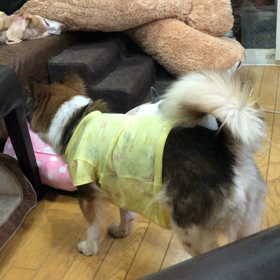 保護犬スリーシスターズの画像