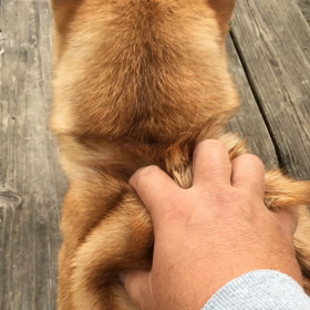 モンダミンの画像