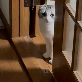 姫、元気？の画像